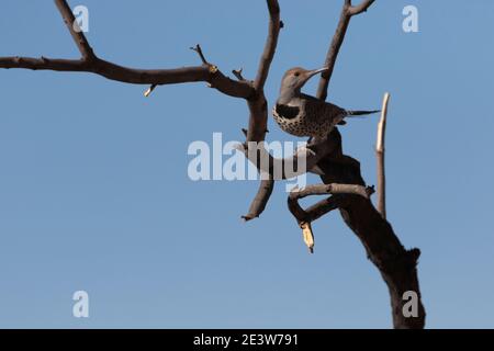 Schöner Flicker Specht zeigt schwarze Halbmond Feldmarkierung auf seiner Brust, während er auf Mesquite Baum Zweig in Tucson, Arizona thront Stockfoto