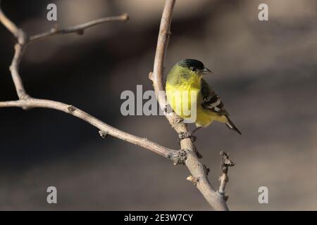 Männliche Erwachsene Lesser Goldfinch in westlichen grün backed Variation thront auf Gartenzweig in Tucson, Arizona, USA. Sonnenbeschienenen und glitzern in den Augen. Stockfoto