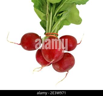Gruppe von fünf ganzen roten Rettich mit frischen grünen Blätter auf weißem Hintergrund Stockfoto
