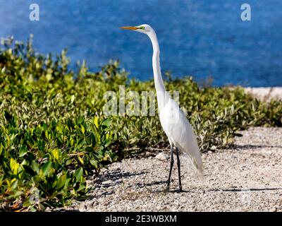 Großer Weißreiher (ardea alba), der am Ufer von J.N. steht 'Ding' Darling National Wildlife Refuge, Florida, USA Stockfoto