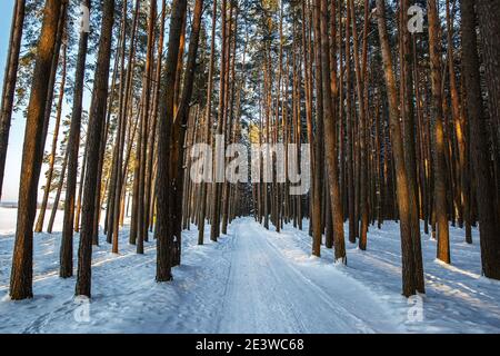 Winter verschneite Straße zwischen Pinien Stockfoto