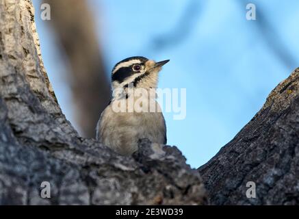 Flaumspecht (Picoides pubescens), Calgary, Carburn Park, Alberta, Kanada Stockfoto