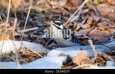 Flaumspecht (Picoides pubescens), Calgary, Carburn Park, Alberta, Kanada Stockfoto