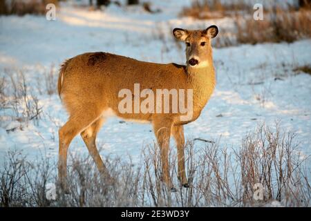 Weißschwanzhirsch (Odocoileus virginianus), Calgary, Carburn Park, Alberta, Kanada Stockfoto