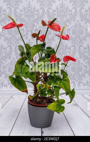 Anthurium, Kitnia, Anthurium Schott, schöne ornamentale rote Blume, fotografiert aus nächster Nähe vor hellem Hintergrund, Makro Stockfoto