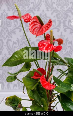 Anthurium, Kitnia, Anthurium Schott, schöne ornamentale rote Blume, fotografiert aus nächster Nähe vor hellem Hintergrund, Makro Stockfoto