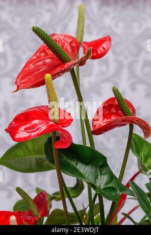 Anthurium, Kitnia, Anthurium Schott, schöne ornamentale rote Blume, fotografiert aus nächster Nähe vor hellem Hintergrund, Makro Stockfoto