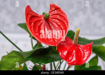 Anthurium, Kitnia, Anthurium Schott, schöne ornamentale rote Blume, fotografiert aus nächster Nähe vor hellem Hintergrund, Makro Stockfoto