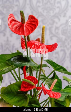 Anthurium, Kitnia, Anthurium Schott, schöne ornamentale rote Blume, fotografiert aus nächster Nähe vor hellem Hintergrund, Makro Stockfoto