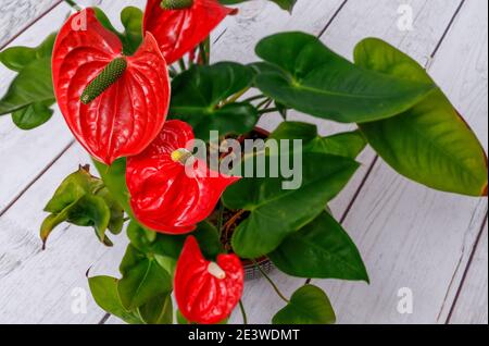 Anthurium, Kitnia, Anthurium Schott, schöne ornamentale rote Blume, fotografiert aus nächster Nähe vor hellem Hintergrund, Makro Stockfoto