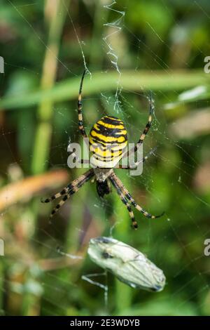 Argiope bruennichi, die Spinne der Wasp Stockfoto