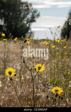 Staudendistel, Sonchus arvensis Stockfoto