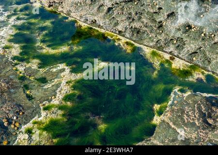 Rockpool am Strand mit Algen, Seepocken und Limetten Stockfoto