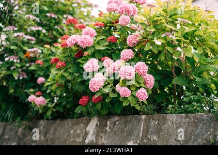 Rosafarbene Hortensien in dichten Büschen hinter einem Steinrand. Stockfoto