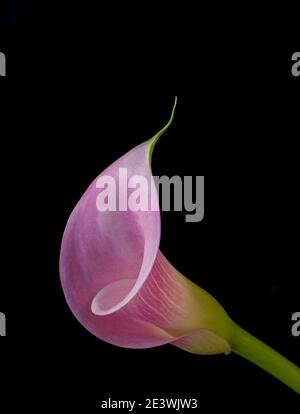 Calla Lilie rosa schwarzen Raum Stockfoto