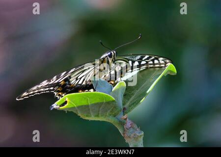 Schöne hinterleuchtete Zitrusschwalbenschwanzschmetterling von unten mit offenen Flügeln gesehen. Stockfoto