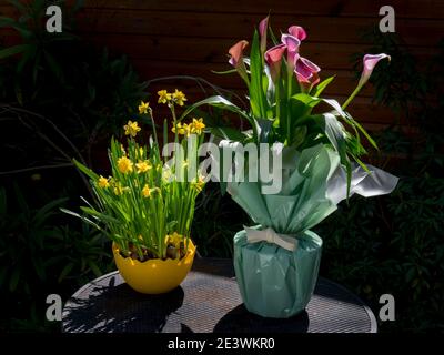 Calla Lilie rosa gelbe Frühlingsblume Stockfoto