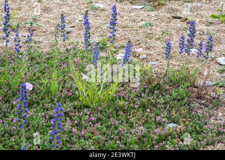 viper's bugloss, Echium vulgare, blueweed, Snake Flower und Common Resharrow Stockfoto