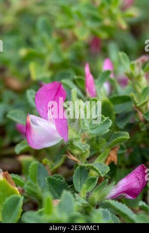 Ononis repens oder gemeiner Restharz Stockfoto