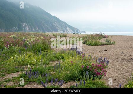 Slapton Sands in South Devon, SSI, wilde Blumen wachsen am Sandstrand. Stockfoto