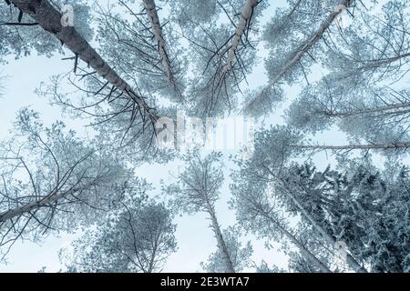 Schöne stimmungsvolle Winterlandschaft. Schneebedeckte Bäume im Wald. Ansicht von unten nach oben. Stockfoto