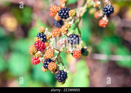 Beeren Rubus Fruticosus . Wachsende Brambleberry Stockfoto
