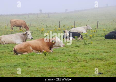 Eine Herde Kühe, die auf dem Gras liegen Stockfoto