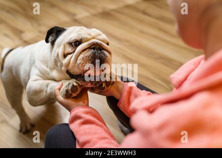 Nahaufnahme der Hände einer unbekannten kaukasischen Frau, die mit spielt Ihr Hund zu Hause - weiblich und ihr älterer alter englisch Bulldog Haustier Spaß zusammen Stockfoto