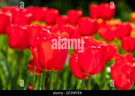 'Apeldoorn' Darwin Hybrid Tulip, Darwinhybridtulpan (Tulipa gesneriana) Stockfoto