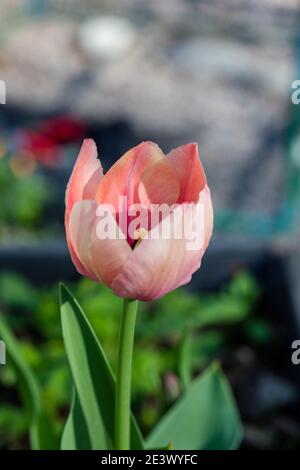 Die almon Eindruck" Darwin Hybrid Tulip, Darwinhybridtulpan (Tulipa gesneriana) Stockfoto