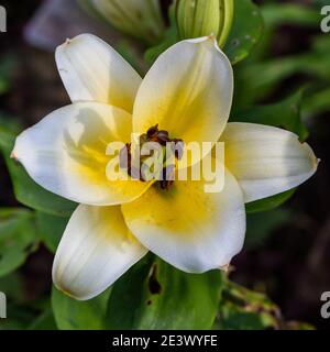 'Time Out' Orientlilie, Orientlilja (Lilium Hybrid) Stockfoto