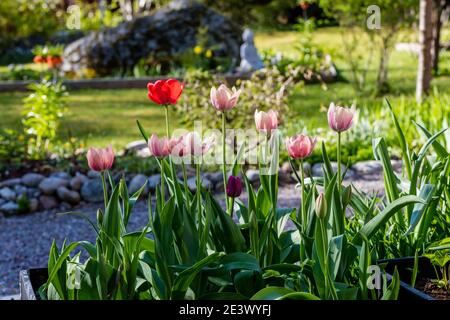 Die almon Eindruck" Darwin Hybrid Tulip, Darwinhybridtulpan (Tulipa gesneriana) Stockfoto