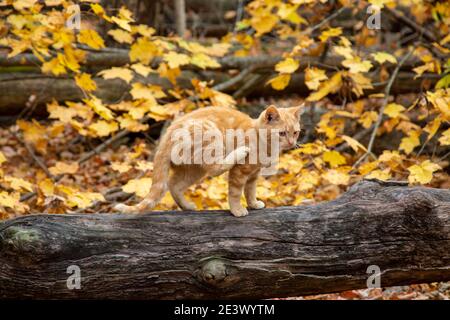 Eine orange gestromte Katze kratzt sich beim Sitzen auf einem Baumstamm in einem Wald in der Nähe von Spencerville, Indiana, USA. Stockfoto