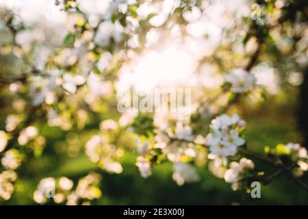 Apfelknospen blühen im Frühling. Apfelblüte. Frühlingsgarten. Unscharfer Hintergrund Stockfoto