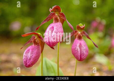 Pink Lady Slipper Orchideen (Cypripedium acaule) Blumen in natürlichen Lebensraum in Pennsylvania. Stockfoto