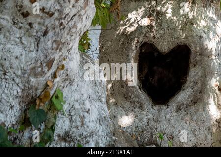 Valentinstag und Liebeskonzept: Fokus auf einen natürlichen Hintergrund. Auf dem rechten Rahmen ein Baumstamm mit einem natürlichen herzförmigen schwarzen Loch. Holzstruktur Stockfoto