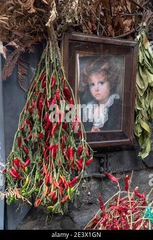 Rote frische Chilischoten hängen an Zweigen voller grüner alter Blätter. Gemüse wird für die Lufttrocknung gelassen. Natürliche und bunte Lebensmittel Hintergrund Stockfoto