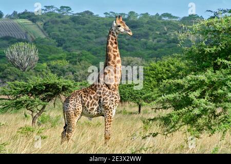 Giraffe im hluhluwe Nationalpark, Südafrika Stockfoto