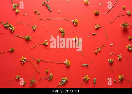 Gelbe und weiße trockene Blüten, Äste, Blätter und Blütenblätter auf rotem Grund. Stockfoto