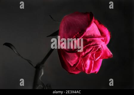 Mehrere Bilder von Blumen aus verschiedenen Fotoshootings, die ich in der Vergangenheit gemacht habe. Stockfoto