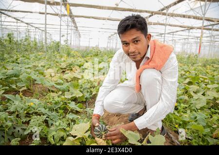 Junger indischer Bauer inspiziert oder erntet unreife Moschusmelone oder Zuckermelone aus seinem Polyhaus oder Gewächshaus, moderne Bio-Landwirtschaft, Landwirtschaft Co Stockfoto