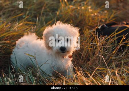 Ein süßer Pudel in weißer Farbe, der den Tag beim Spielen auf Gras bei Sonnenuntergang genießt Stockfoto