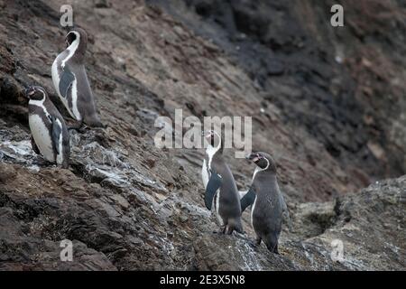 Humboldt-Pinguine (Spheniscus humboldti), Pinguinkolonie in Bahia Punihuil, Chiloe Island, Region Los Lagos, Südchile 11. Jan 2016 Stockfoto