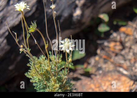 Actinotus helianth Stockfoto