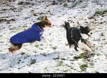 Hund spielen im Schnee Stockfoto