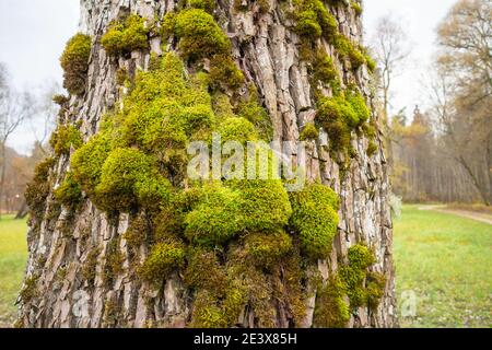 Moos wächst auf der Rinde eines alten Baumstammes Stockfoto