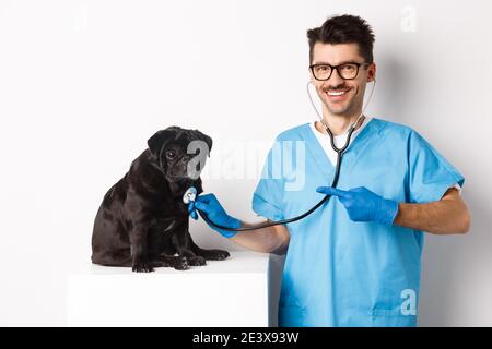 Schöner Tierarzt am Tierarzt Klinik Prüfung niedlichen schwarzen Mops Hund, Zeigefinger auf Haustier während Check-up mit Stethoskop, weißer Hintergrund Stockfoto