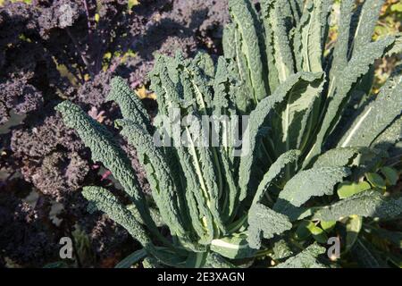 Selbstgewachsener Bio-Cavolo Nero Kale (Brassica oleracea 'Acephala Group'), der auf einer Zuteilung in einem Gemüsegarten in Rural Devon, England wächst Stockfoto