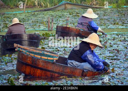 Damen ernten die berühmten Nan Hu Ling von Hand, Wasserkastanien auf dem historischen See, wo die chinesische kommunistische Partei zum ersten Mal im Jahr 1921 geerntet.Okt 2020 Stockfoto