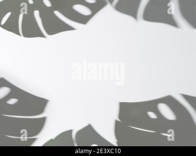Schatten der monstera Blätter Muster auf weißem Hintergrund. Tropische Pflanze monstera Schatten auf graue Wand. Kopieren Sie Platz für Text. Kreative Gestaltung monstera Blätter verzieren für Zusammensetzung Design, Tapeten Stockfoto
